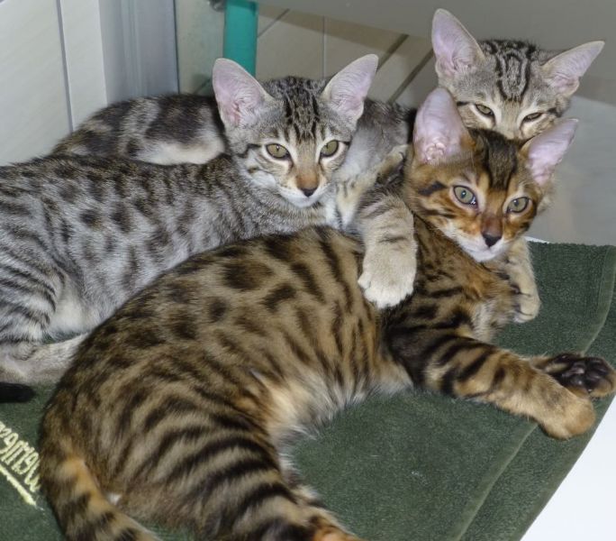 Molto bella e sani gattini Savannah  per adozione maschi e femmine disponibili (gratis) 