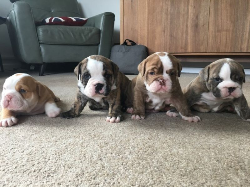 Regalo Bulldog inglese cuccioli disponibili