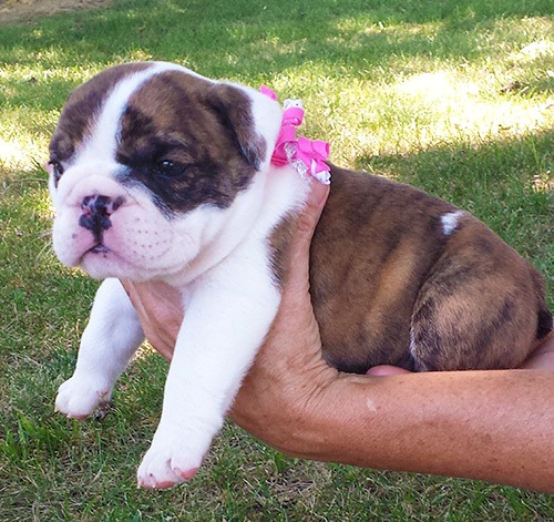  cuccioli di bulldog inglise  per adozione ( regalo  )
