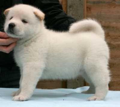 Cuccioli di Akita inu maschi e femmine