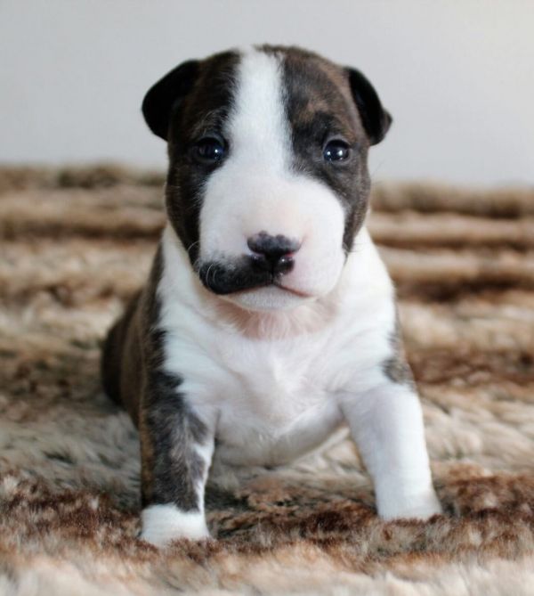  cuccioli di bull terrier  ( per regalo )