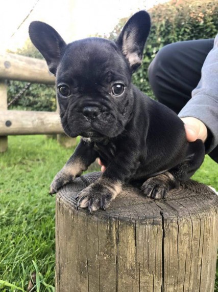 REGALO Cuccioli di Bulldog Francese