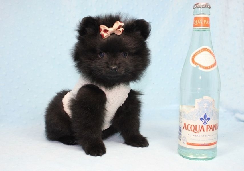 Regalo Cuccioli di volpino di pomerania