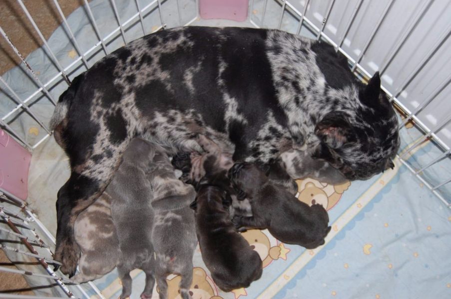 Sani maschio e femmina cuccioli di bulldog francese per adozione 