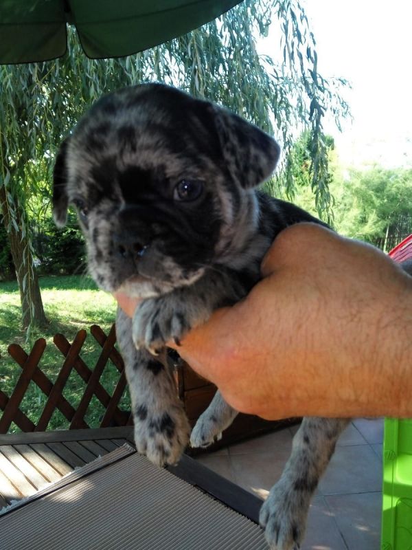 Maschio e femmina adorabile bulldog francese  cuccioli disponibili per l'adozione