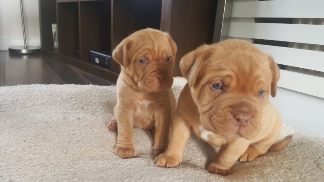 Regalo Cuccioli di dogue de bordeaux