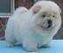 Clicca per ingrandire	bellissimi cuccioli di Chow Chow.