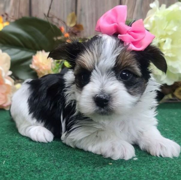 Molto bella e sani cuccioli di shih tzu per regalo