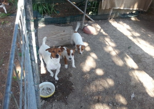 REGALO cuccioli di Jack Russell Terrie