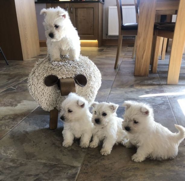 Regalo adorabili cuccioli West highland terrier bianco femminucce e maschietti disponibili