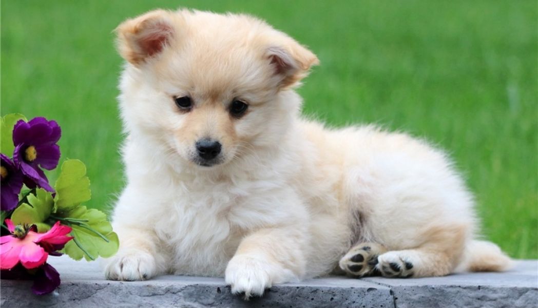 Regalo Cuccioli di volpino di pomerania Pomerania maschi e femmine, vaccinati sverminati e con micro