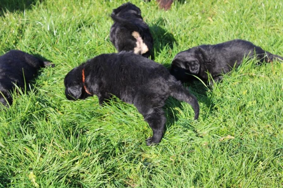 Regalo cuccioli di TERRANOVA��.