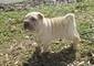Disponibile Cuccioli di Shar Pei maschio e femmina