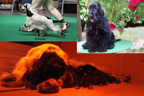 Cocker cuccioli