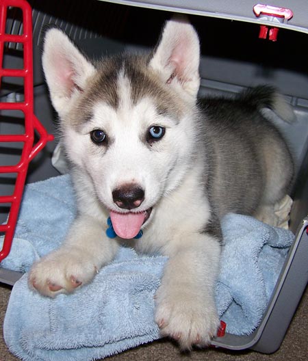 Siberian husky cuccioli in regalo