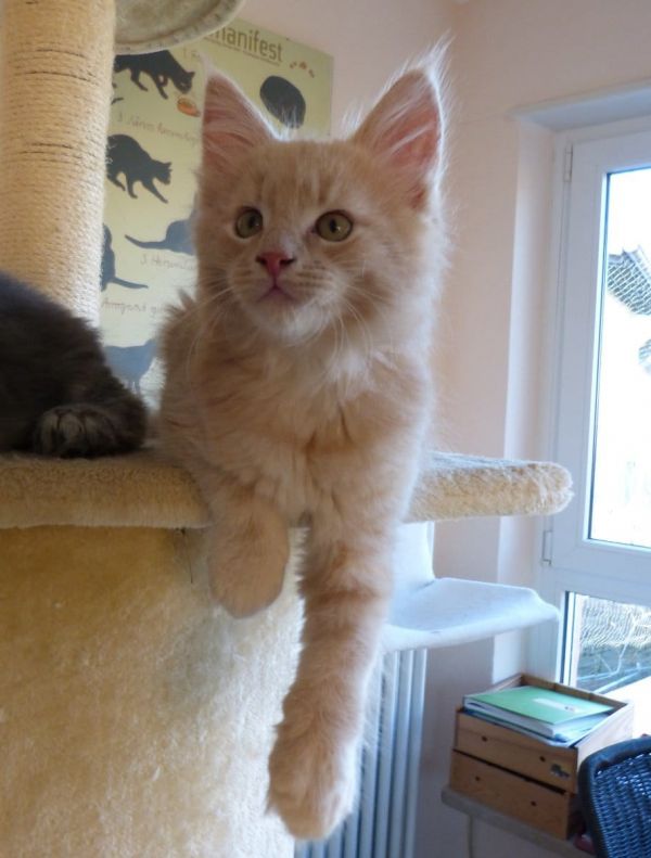   gattini main coon per adozione ( per regalo )