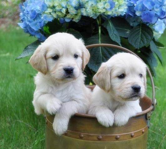 REGALO Golden retriver cuccioli