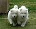 Cuccioli di Samoiedo stupendi  cuccioli di Samoiedo stupendi