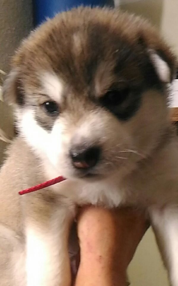 Siberian Husky,cuccioli