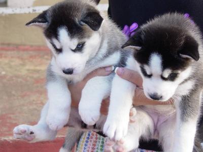 Due cuccioli di Siberian Husky disponibili
