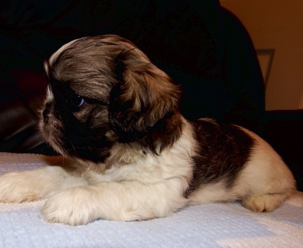 Pedigree adorabile cucciolo shih tzu
