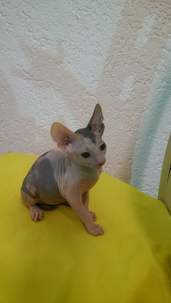 Gattini di Sphynx   per adozione ( maschio e femmina )