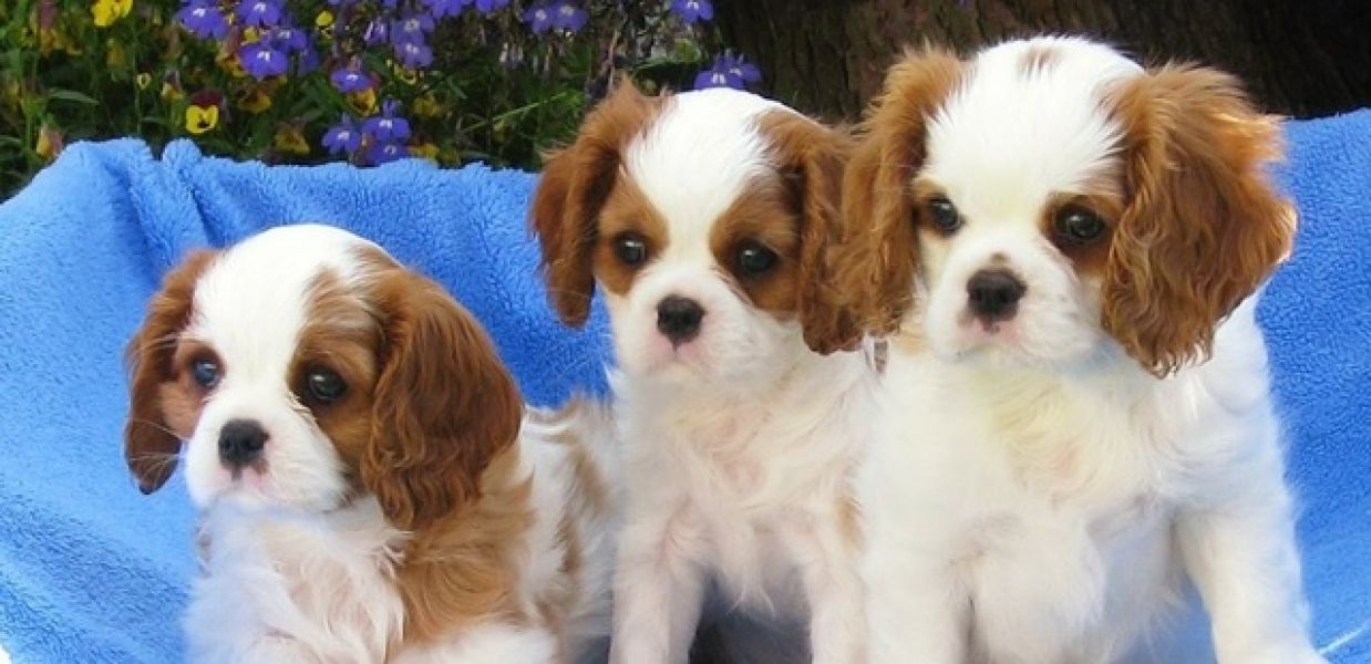 Cuccioli di cavalier king femminucce e maschietti disponibili
