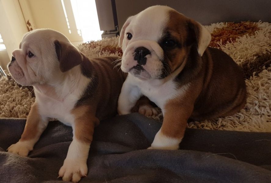 Regalo Bulldog inglese cuccioli disponibili