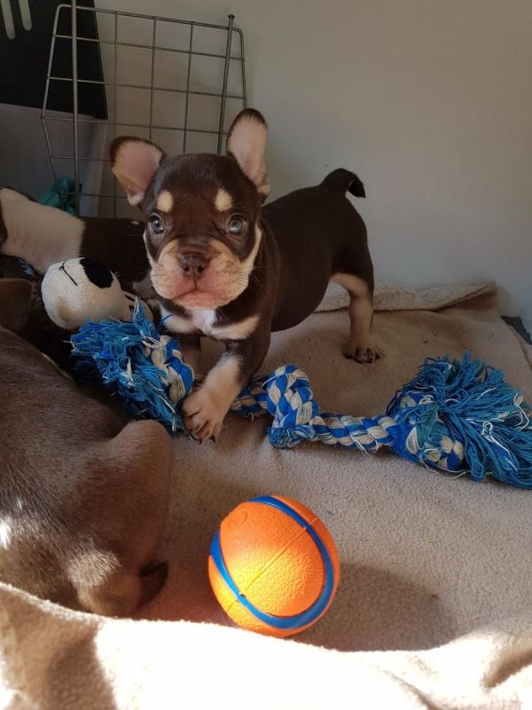 Maschio e femmina adorabile bulldog francese  cuccioli disponibili per l'adozione