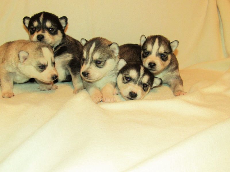 Molto bella e sani cuccioli di Sibarian husky  per adozione maschi e femmine disponibili (gratis)