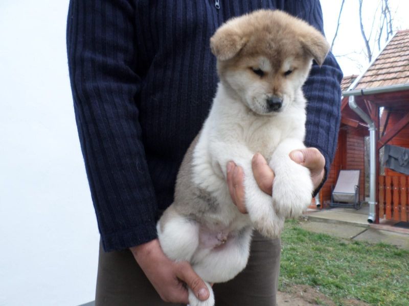  cuccioli di akita-inu  ( per regalo )