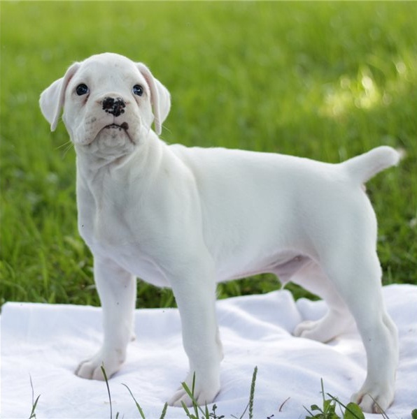 Regalo Cuccioli di boxer in pronta consegna i cuccioli verranno Dato dopo 90 giorni dalla nascita, p