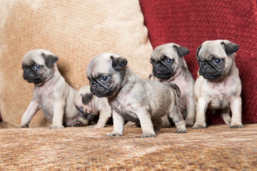 REGALO Cuccioli di Calino bellissimi cuccioli disponibili, carattere adorabile ,sono docili ed affet