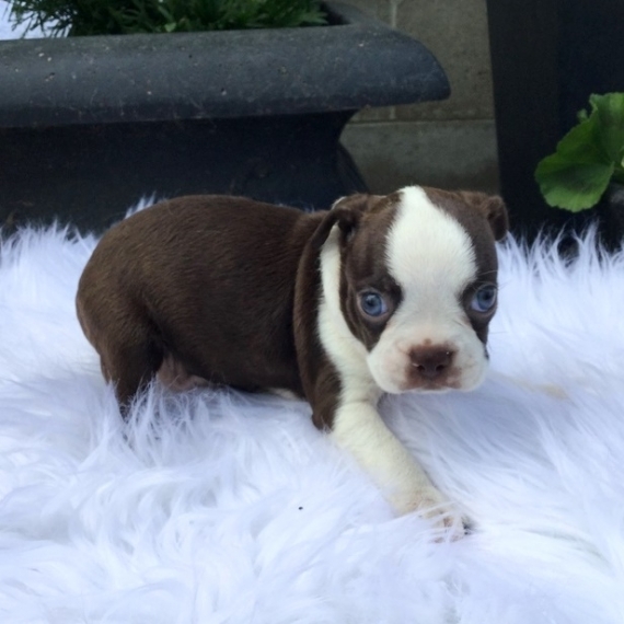 REGALO Cuccioli Boston terrier
