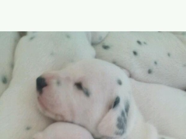Cuccioli dalmata