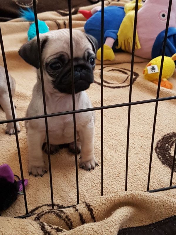 Bellissimi cuccioli carlino