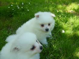 Adorabili cuccioli di pomerania femminucce e maschietti disponibili per l'adozione cuccioli sono vac