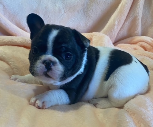 Disponibili splendidi cuccioli di bulldog francese E-MAIL  (marieiris783@gmail.com)    Splendidi cuc