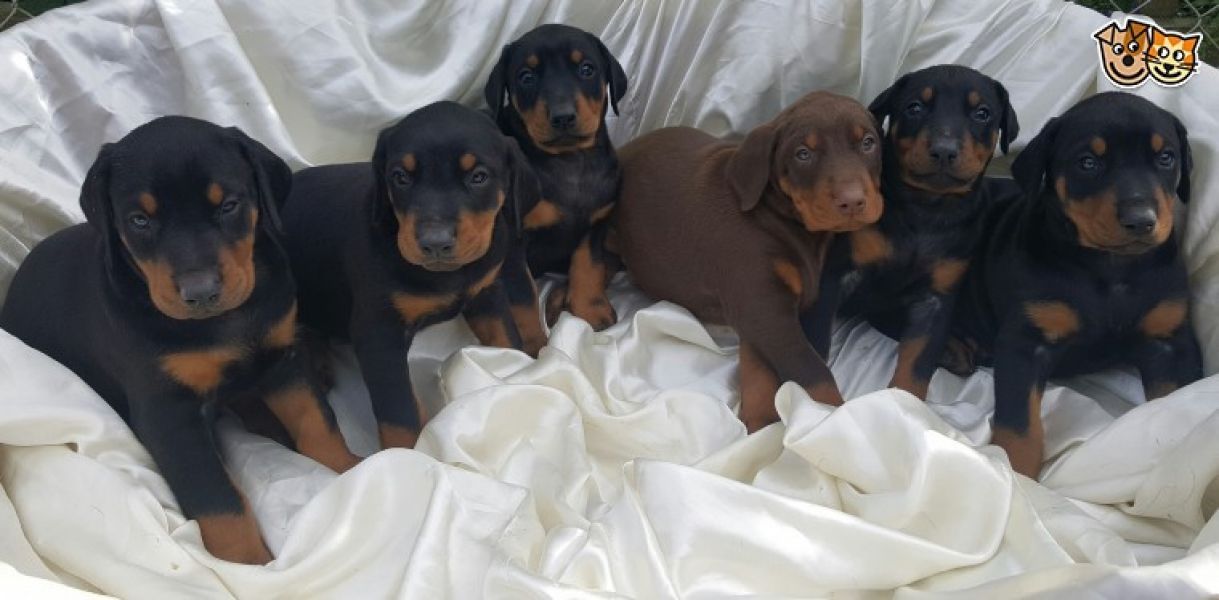 Regalo adorabili cuccioli Dobermann