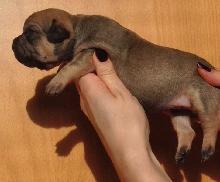 Sani maschio e femmina cuccioli di bulldog francese per adozione 