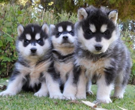 RE.GA.LO cuccioli Siberian Husky uno Maschio e Femmina,,,,,,,,,,   RE.GA.LO cuccioli Siberian Husky 