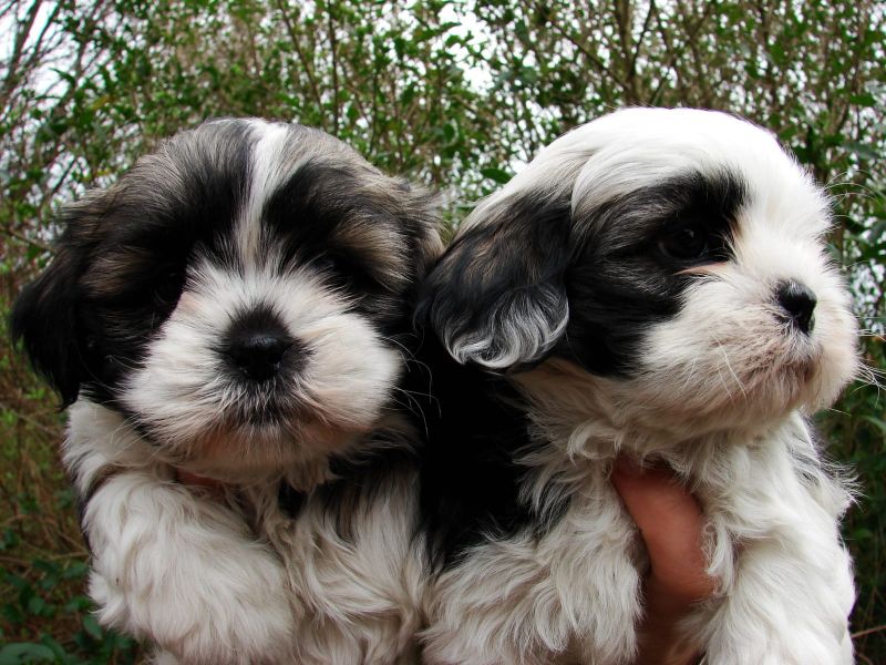 Adorabili cuccioli di shitzu