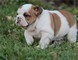 Disponibili cuccioli di Bulldog inglese maschio e femmina