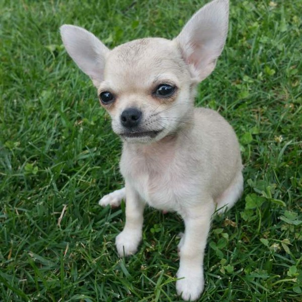 Chihuahua con pedigree