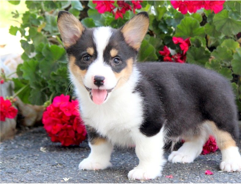 Regalo Cuccioli di Pembroke Welsh Corgi