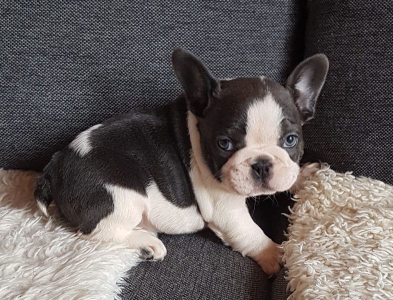Adorabili cuccioli di Bulldog Francese femminucce e maschietti disponibili per l'adozione
