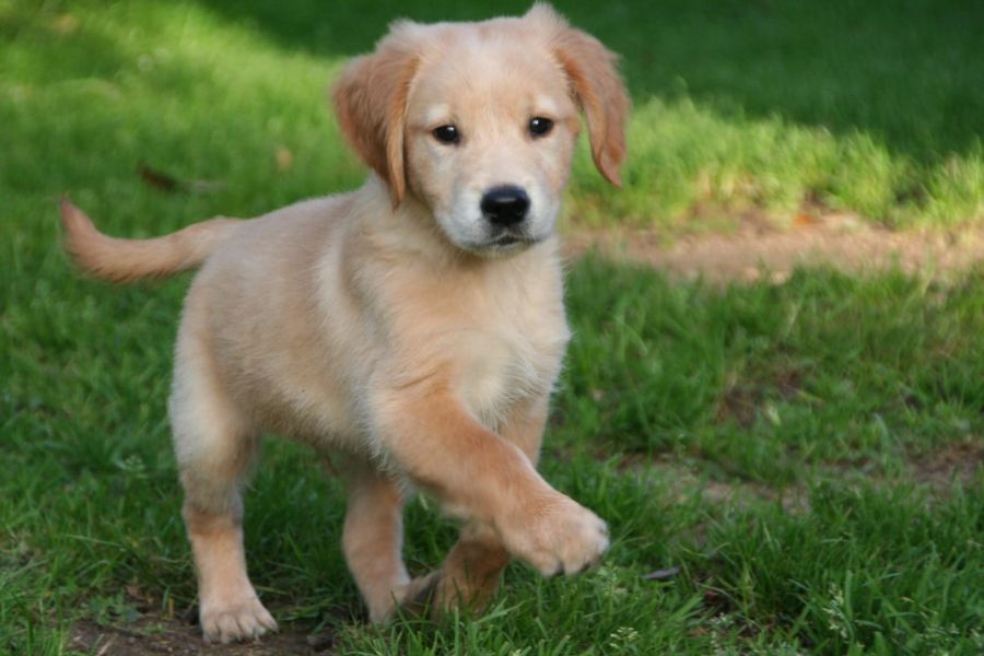 Cuccioli di san bernardo ( per regalo )