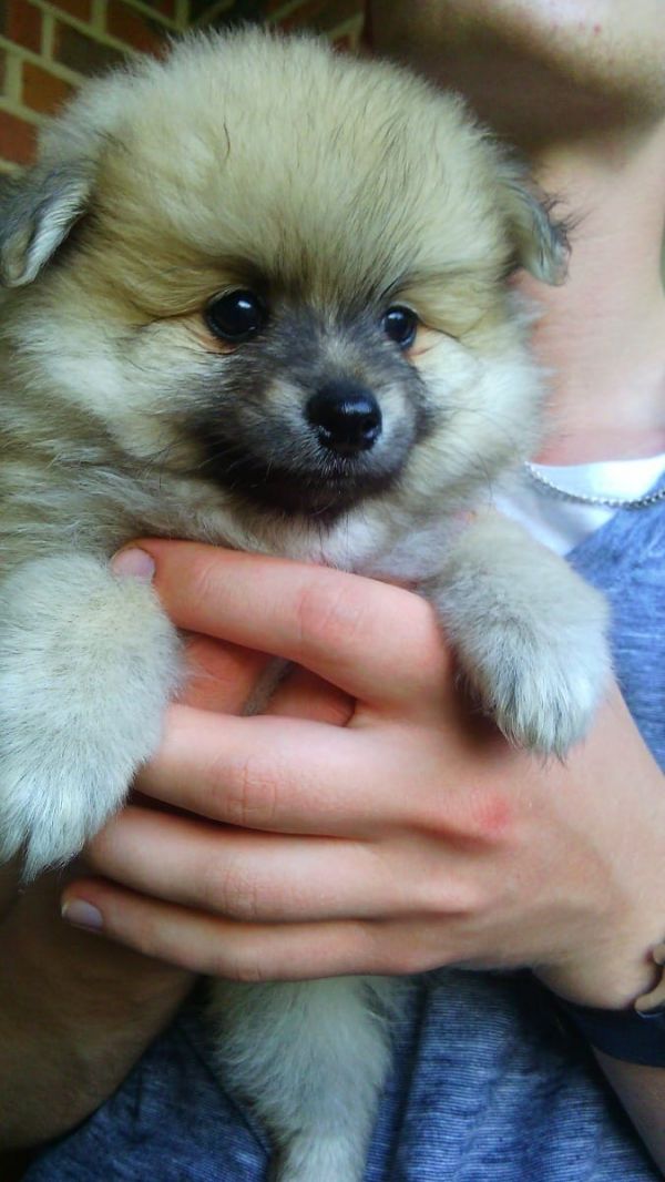  cuccioli di volpino pomeranian  per adozione ( regalo  )