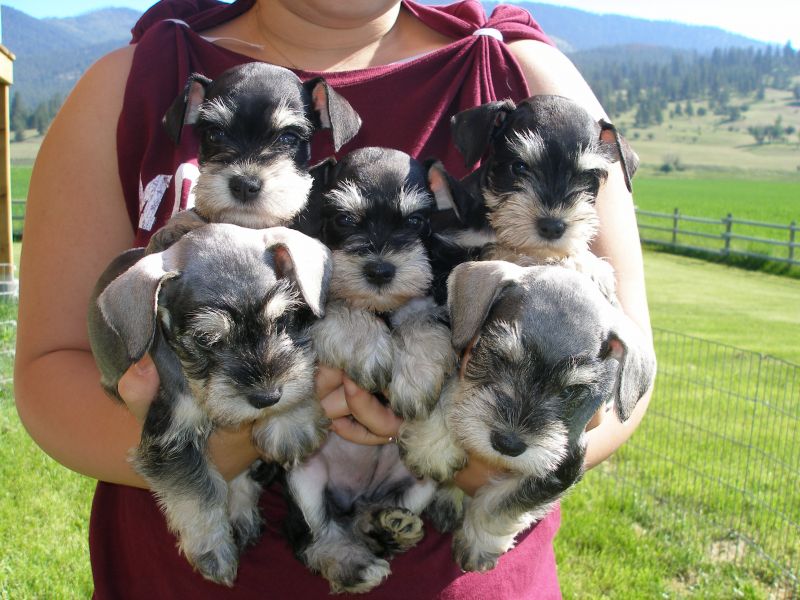  cuccioli di Miniature Schnauzer  per adozione ( maschio e femmina )