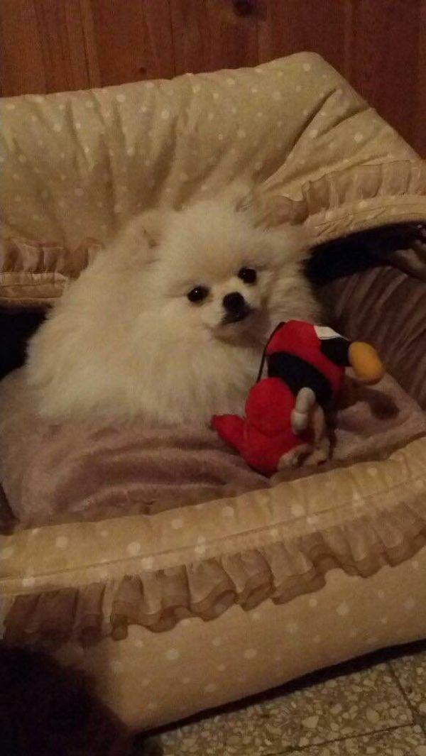 Volpino di Pomerania Toy Teacup